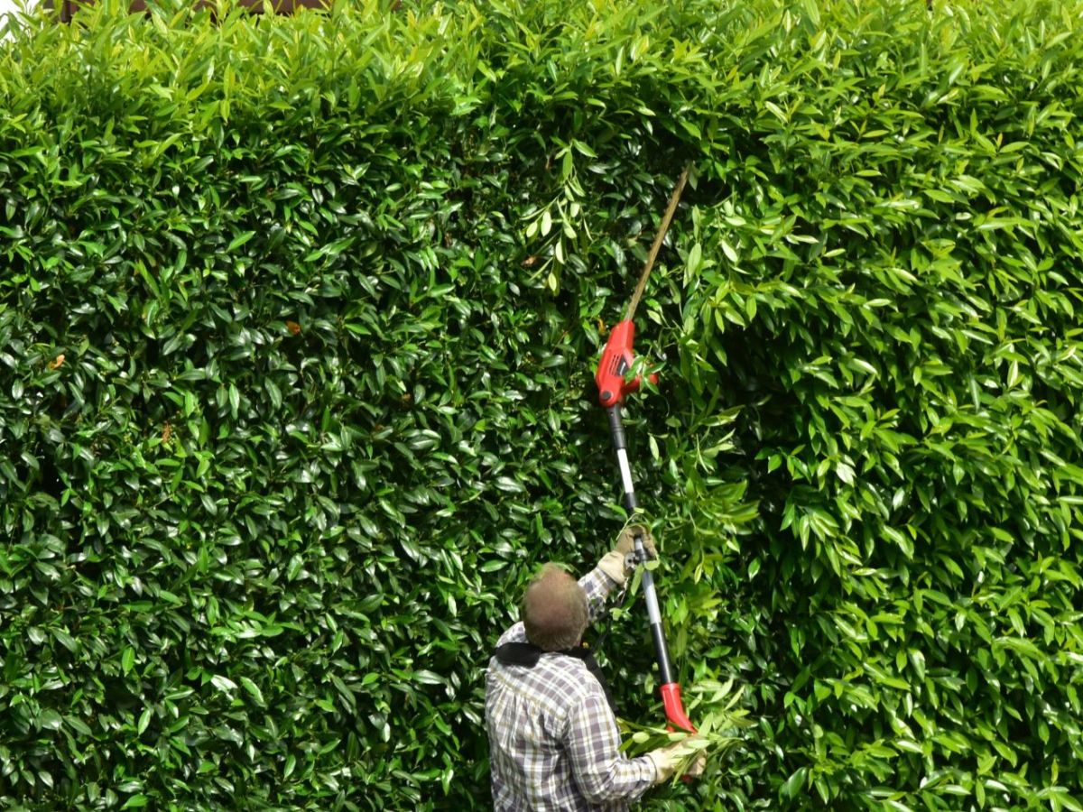 Ein Makita-Hochentaster bei der Arbeit an der Hecke.