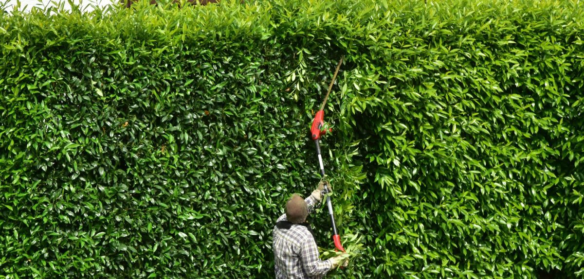 Ein Makita-Hochentaster bei der Arbeit an der Hecke.