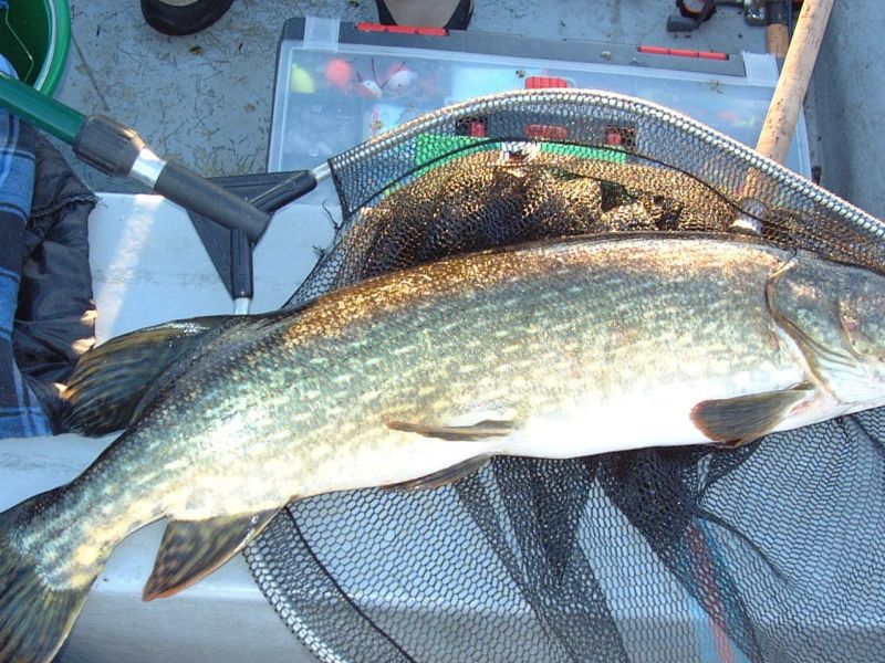 Fisch in einem Fangnetz auf einem Boot.